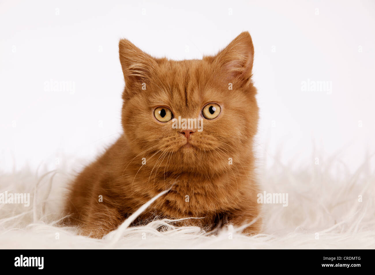 Britisch Kurzhaar Kätzchen sitzen auf einem shag Stockfoto