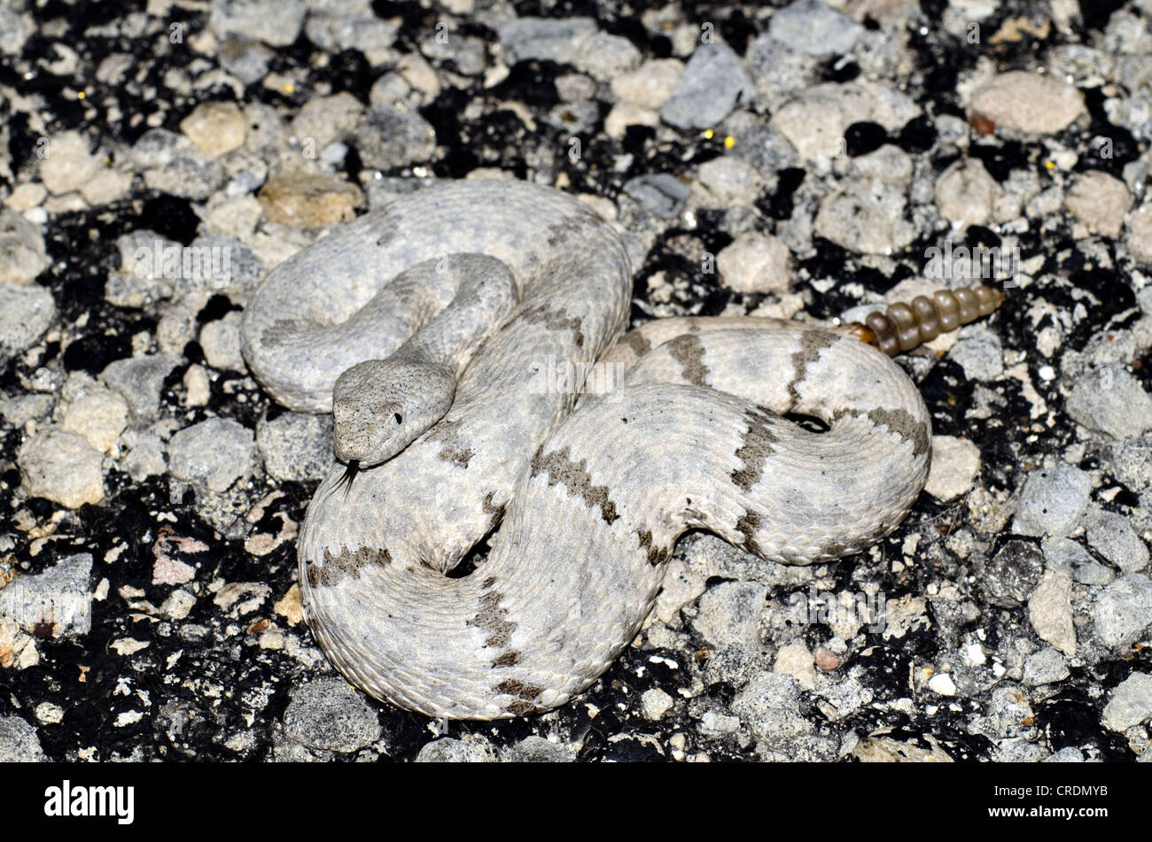 Fleckige Felsen-Klapperschlange (Crotalus Lepidus Lepidus), Juno Road, Val Verde County, Texas, USA. Stockfoto