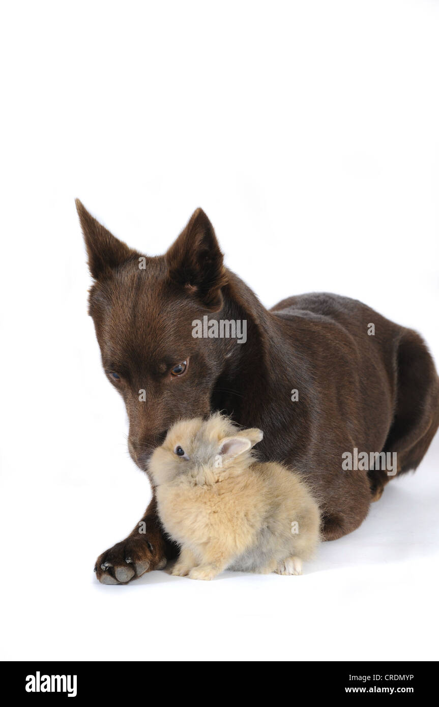 Australian Kelpie, Schokolade Farbe, liegend neben ein Zwerg-Kaninchen Stockfoto