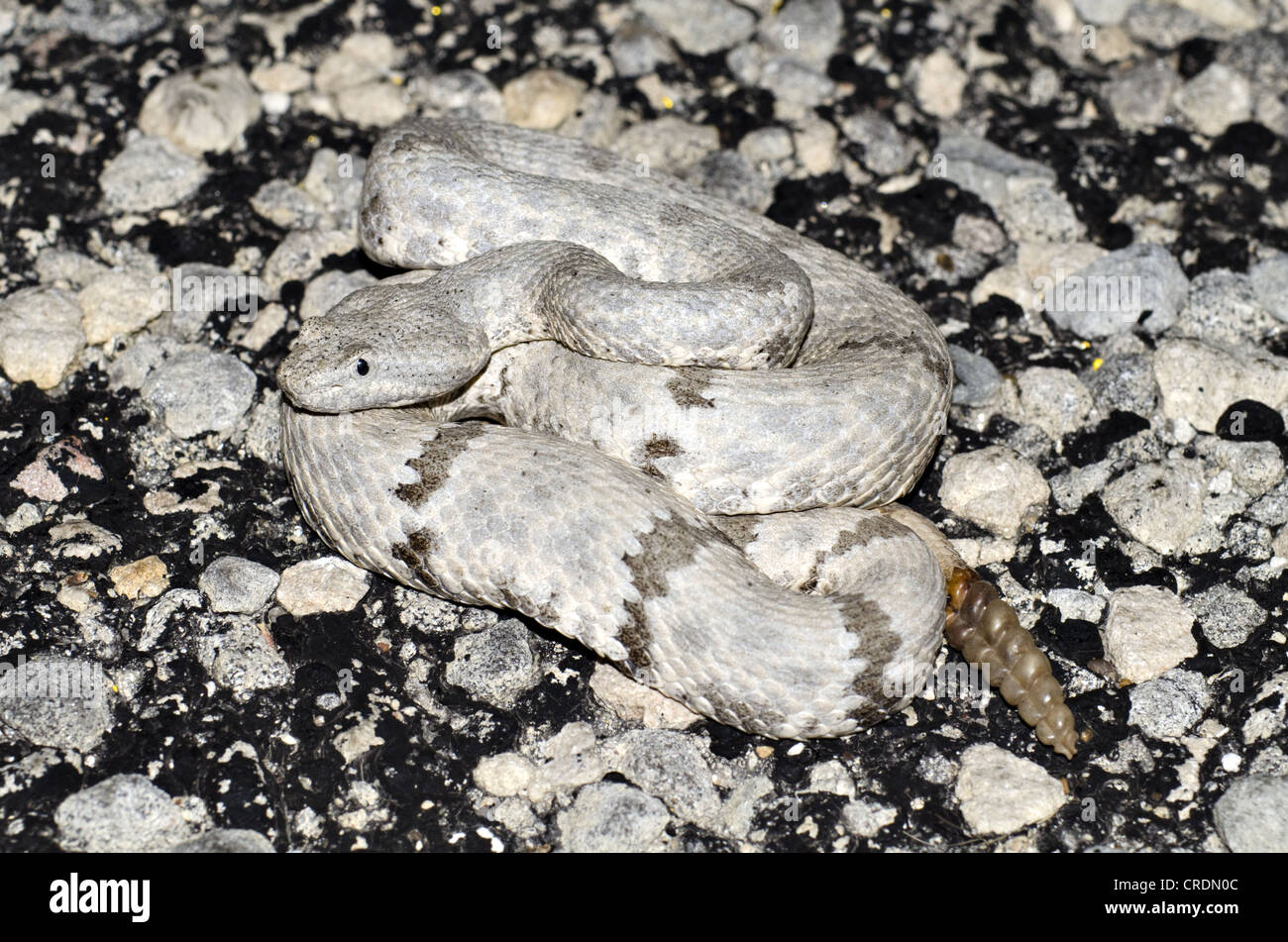 Fleckige Felsen-Klapperschlange (Crotalus Lepidus Lepidus), Juno Road, Val Verde County, Texas, USA. Stockfoto