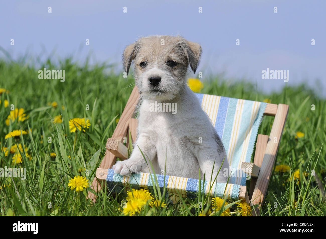 Parson-Russell-Terrier Welpen sitzen in einem Mini-Liegestuhl auf der Wiese Stockfoto