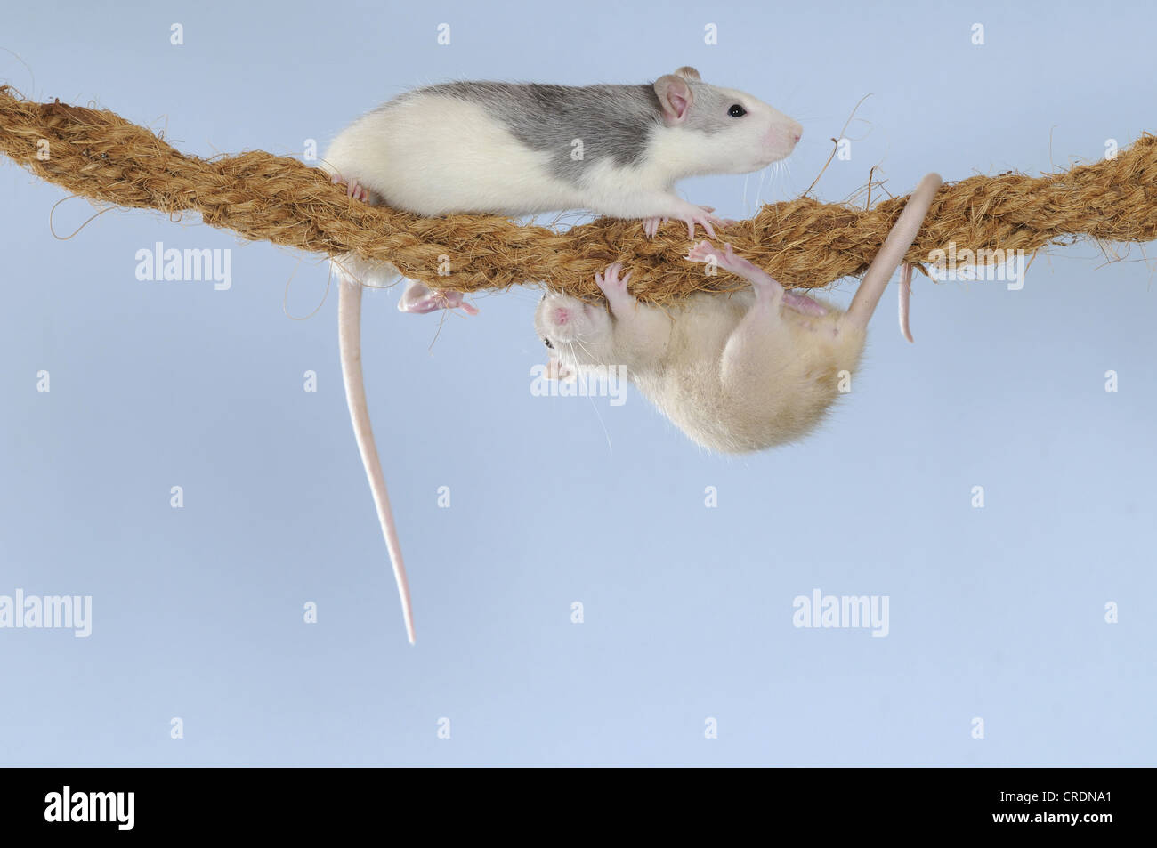 Sahne phantasie ratten -Fotos und -Bildmaterial in hoher Auflösung – Alamy