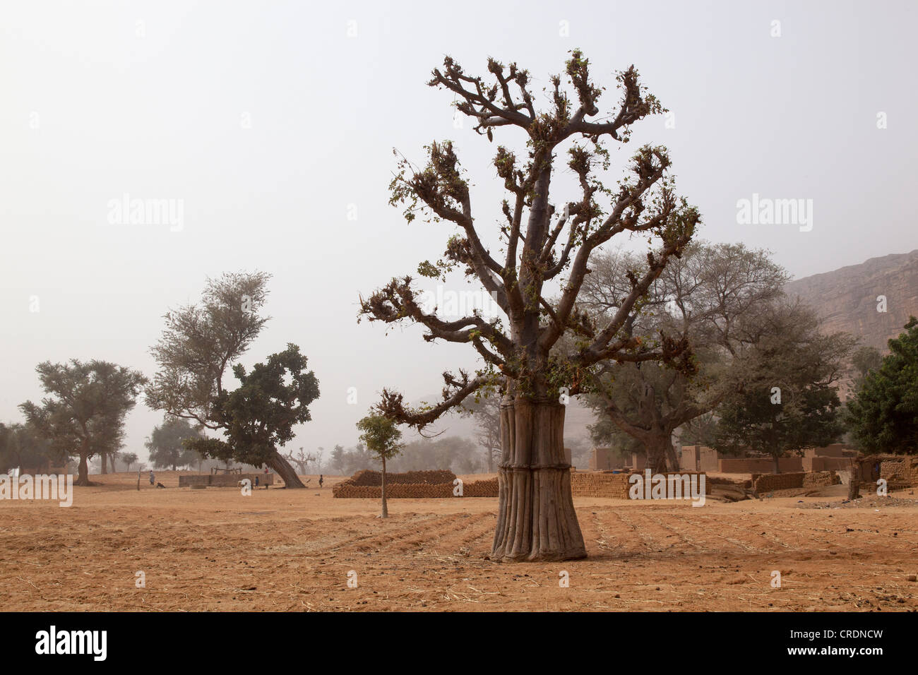 Baobab-Baum, Mali, Westafrika Stockfoto
