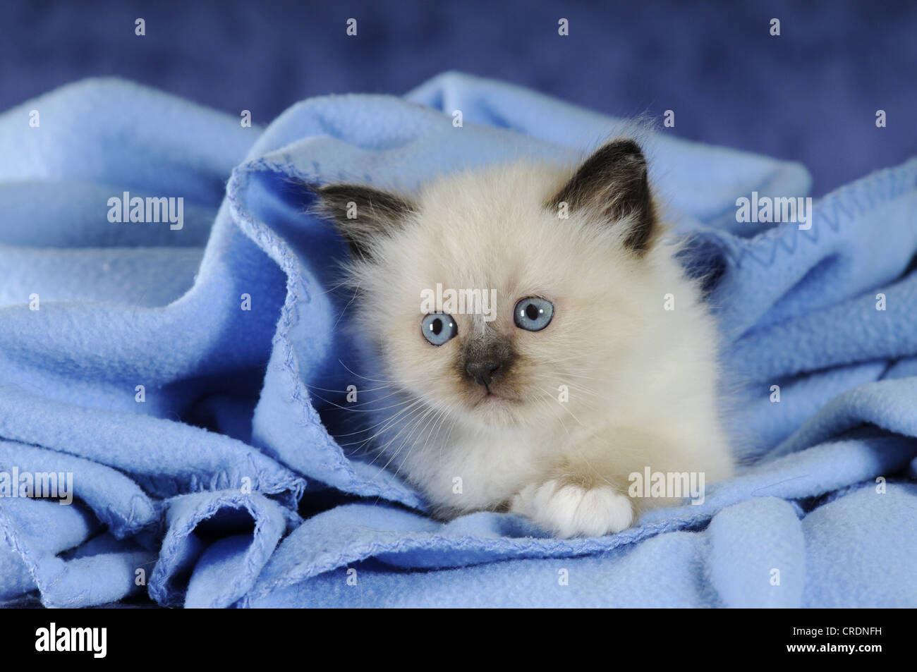 Birma Kitten auf eine blaue Decke Stockfoto