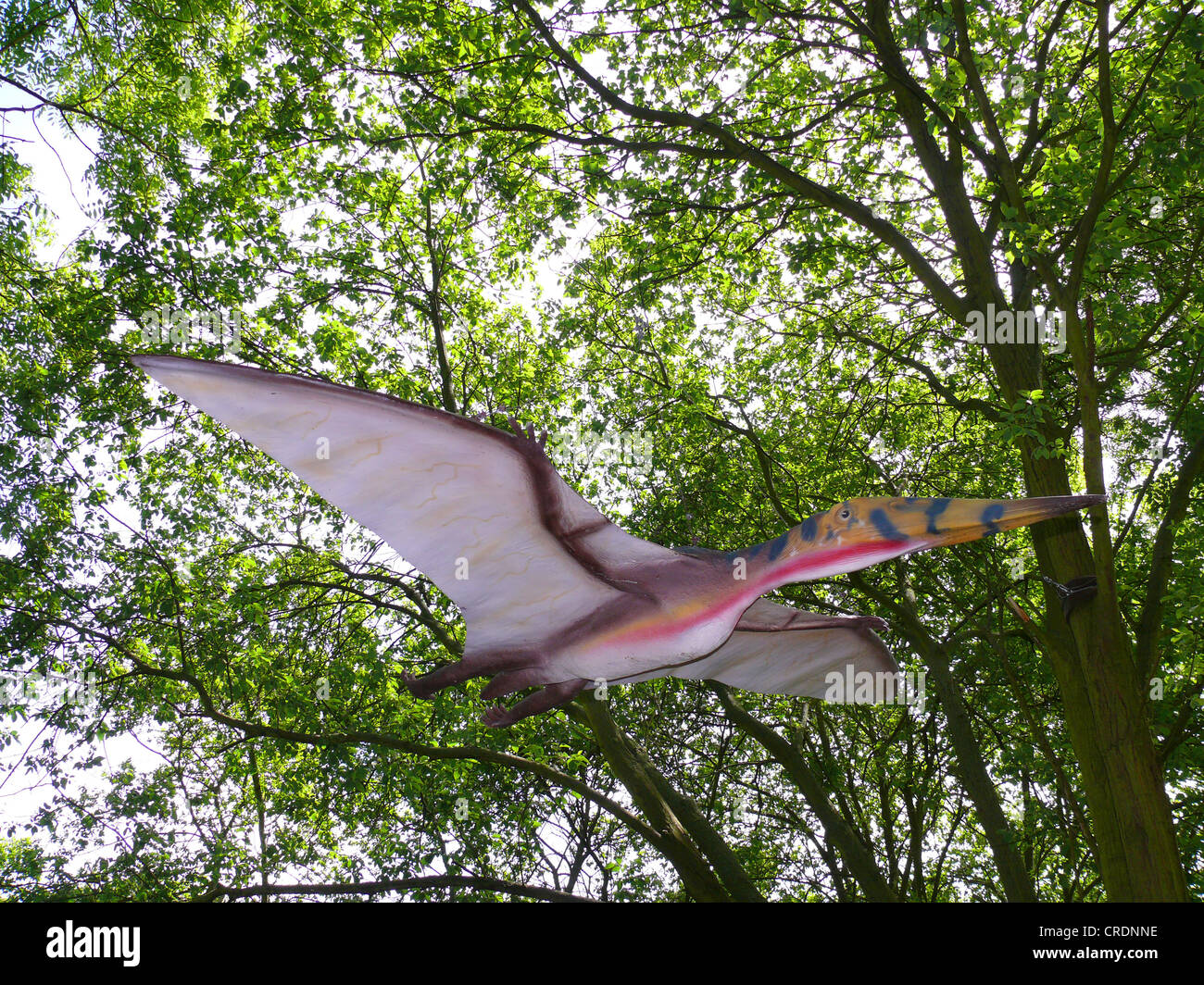 Pterodactylus (Pterodactylus) fliegen Stockfoto