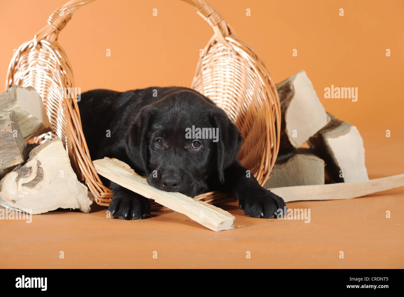 Schwarze Labrador Retriever Welpen liegen zwischen Stücken von Brennholz Stockfoto