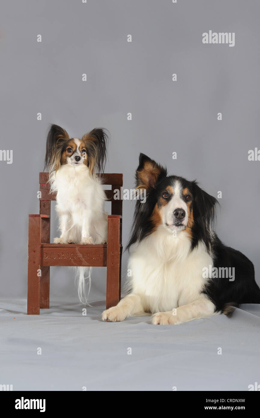 Sitzend auf einem kleinen Stuhl neben einer liegenden reinrassige Berner Sennenhund und Collie Papillon Stockfoto