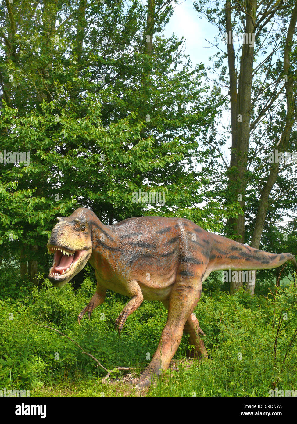 Albertosaurus (Albertosaurus) angreifen Stockfoto