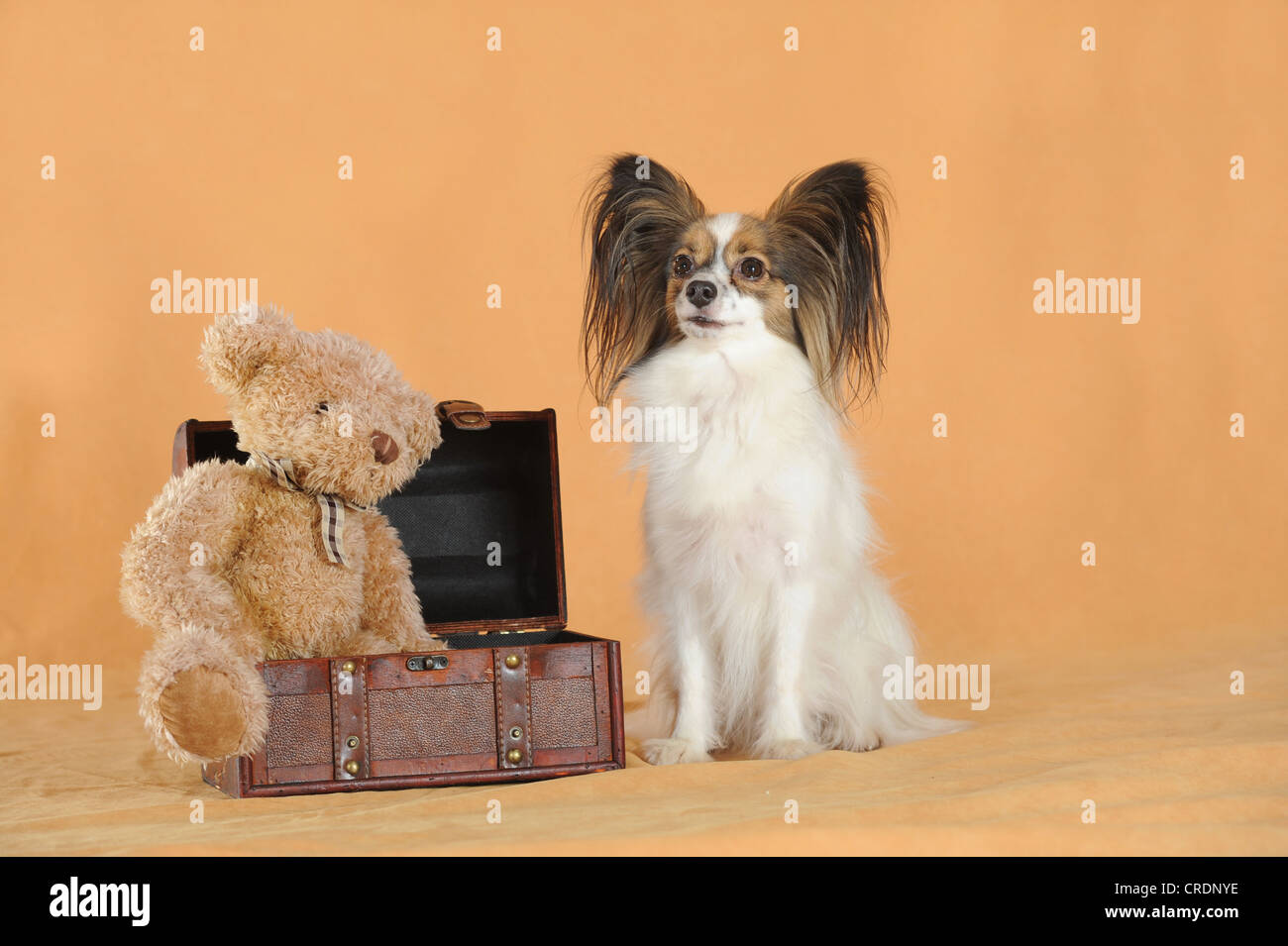 Papillon, sitzt neben einem Koffer mit einem Teddy-Bären Stockfoto