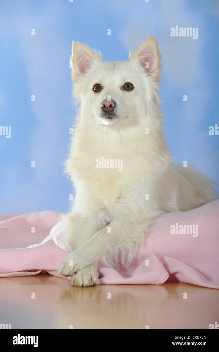 Spitz-Mischling liegend auf einer rosa Decke Stockfoto