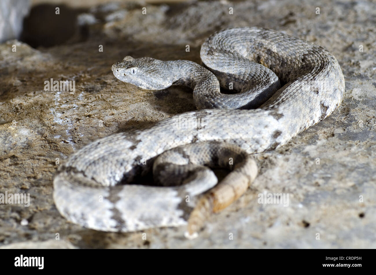 Fleckige Felsen-Klapperschlange (Crotalus Lepidus Lepidus), Juno Road, Val Verde County, Texas, USA. Stockfoto