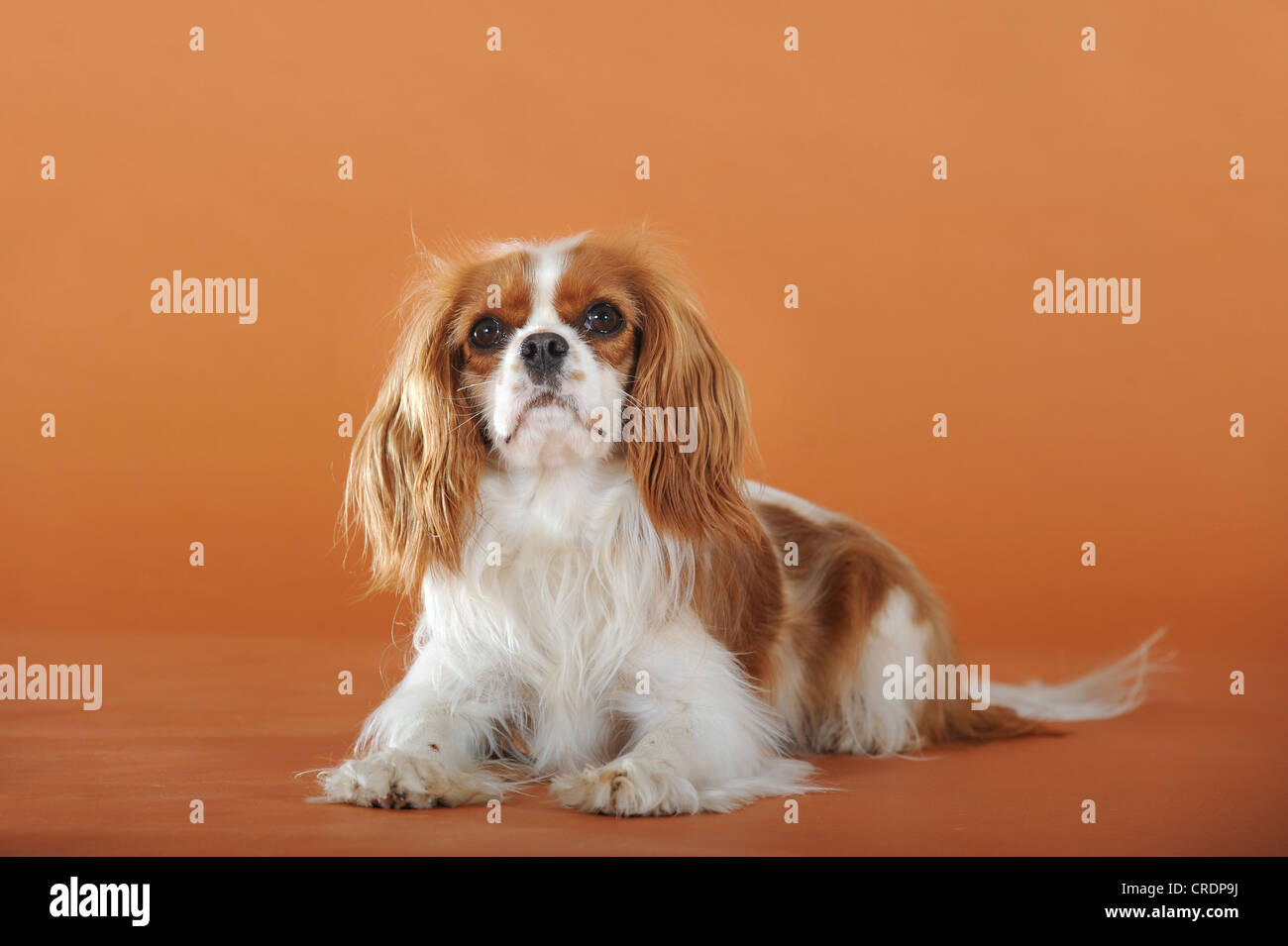 Cavalier King Charles Spaniel, Blenheim farbige, liegend Stockfoto
