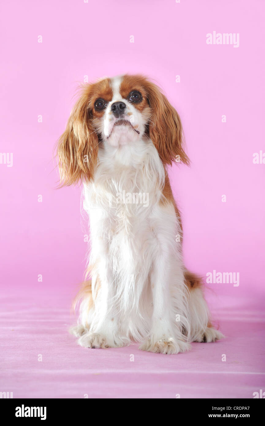 Cavalier King Charles Spaniel, Blenheim farbige, sitzen Stockfoto