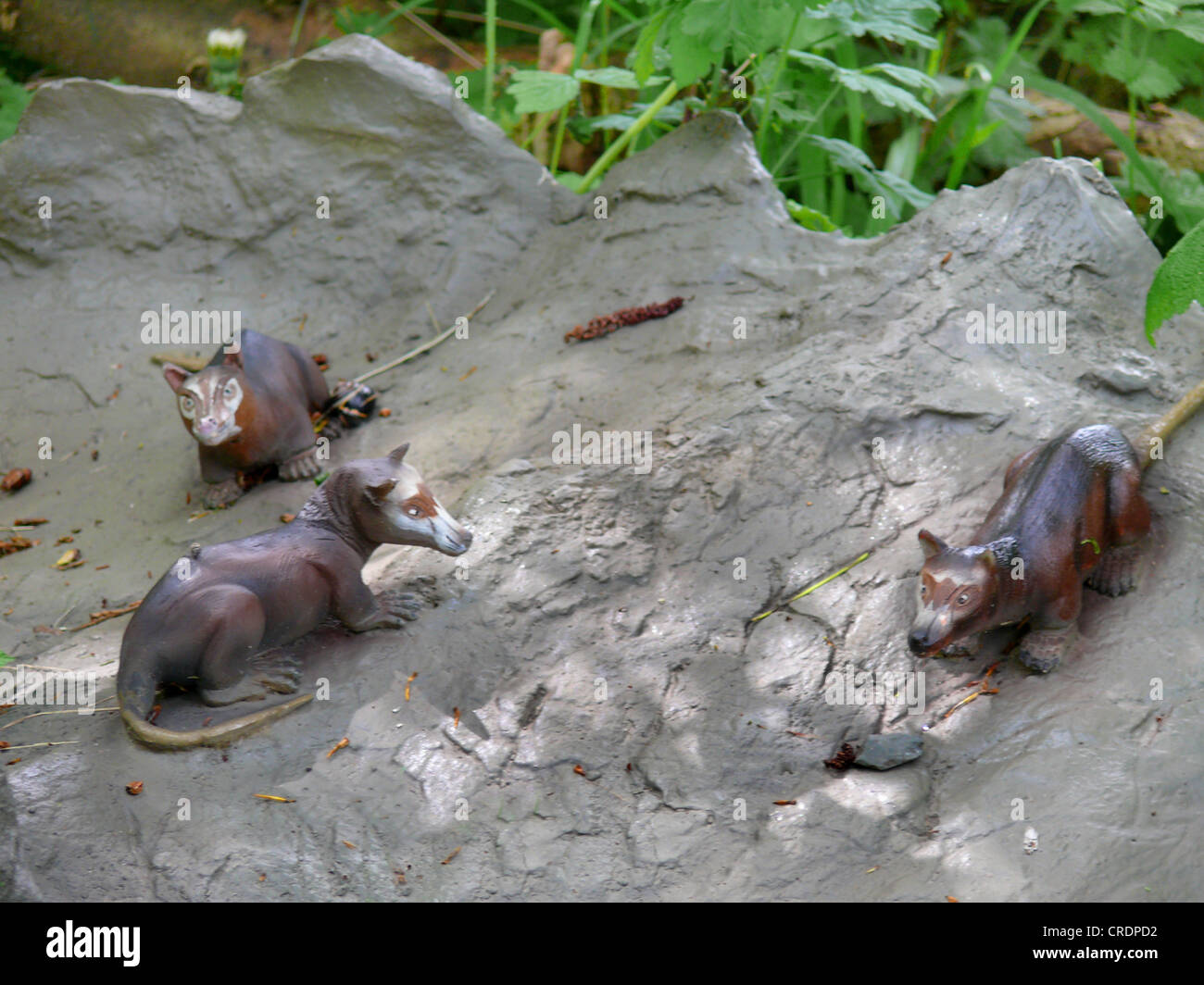 Purgatorius (Purgatorius), auf einem Schädel eines Dinosauriers, eines