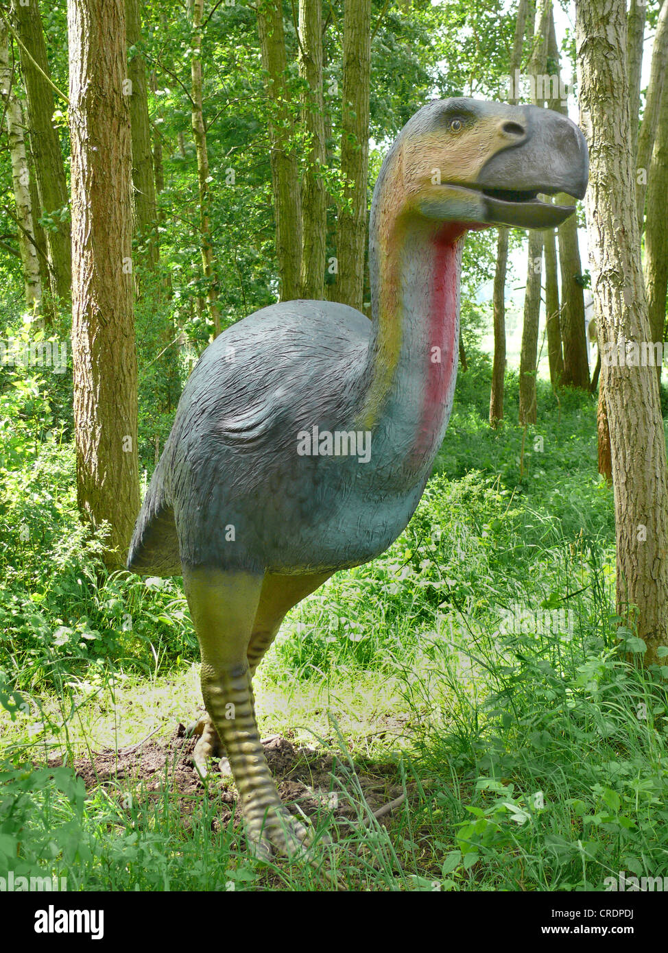 Diatryma (Diatryma), ausgestorbene Gattung der großen flugunfähigen Vogel Stockfoto
