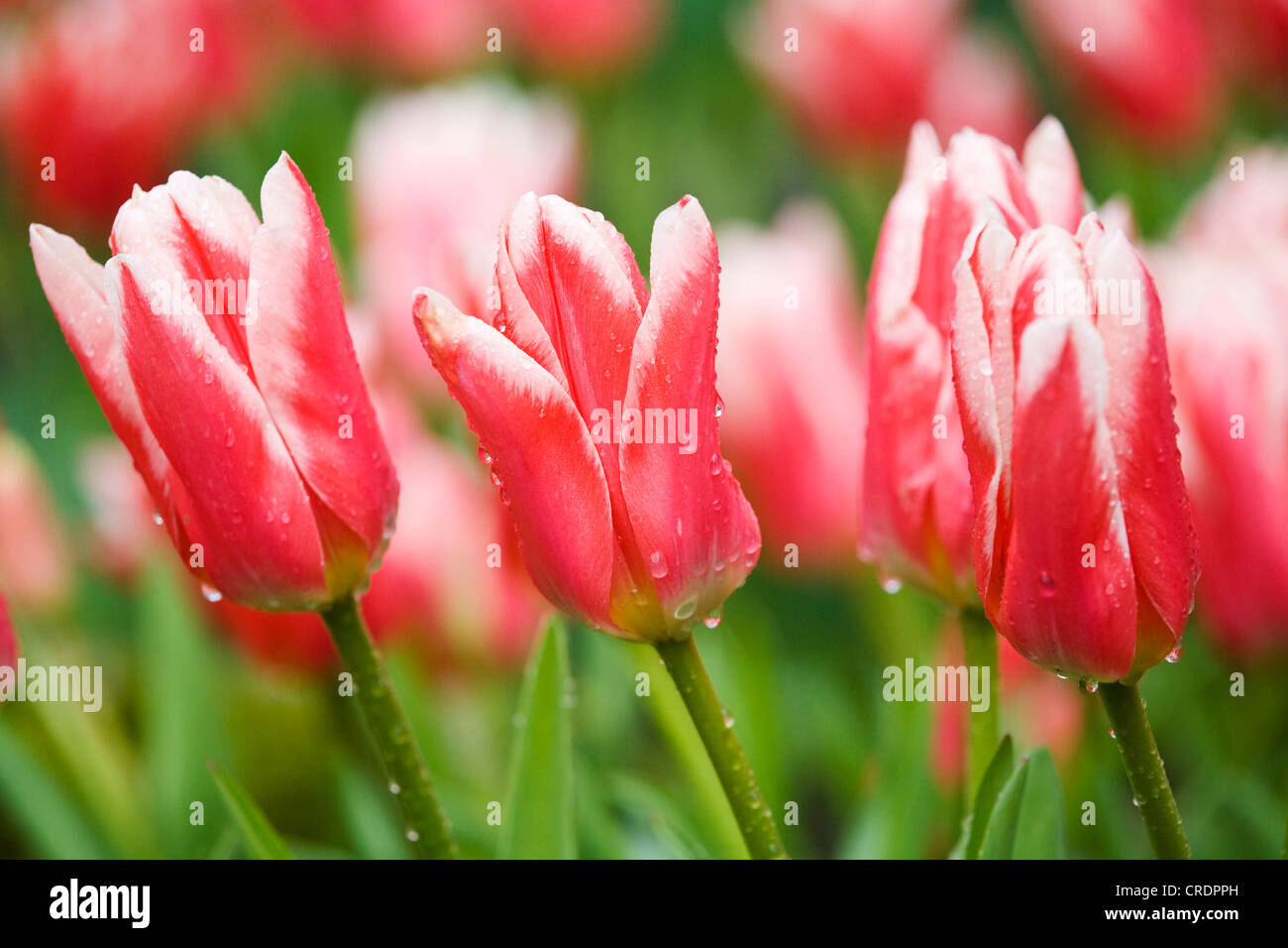 gemeinsamer Garten-Tulpe (Tulipa Fosteriana 'Pirand', Tulipa Fosteriana Pirand 'Pirand', Tulipa Tulipa Pirand), Blumen, Niederlande, Keukenhof Stockfoto