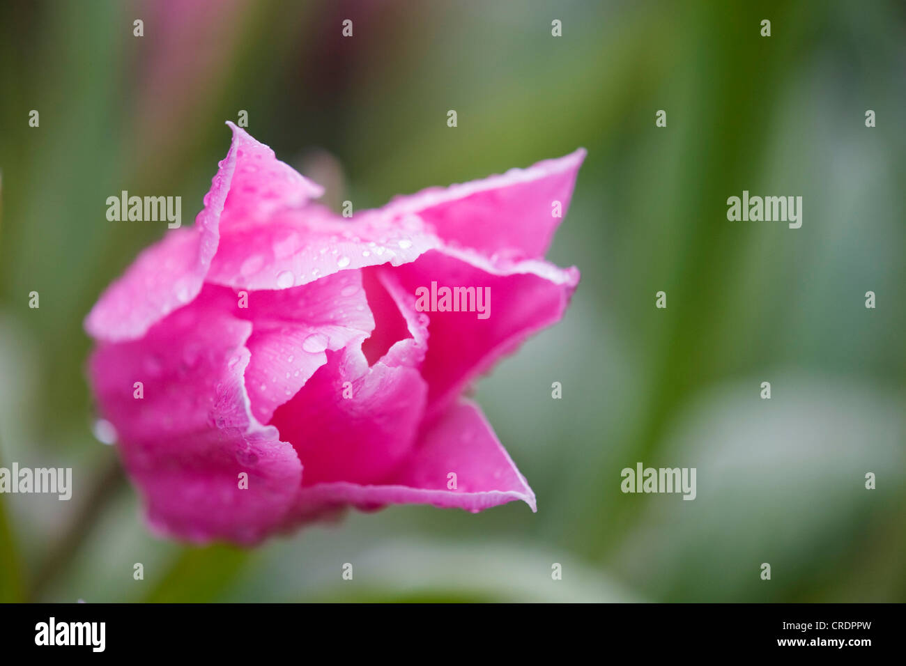 gemeinsamer Garten Tulpe (Tulipa 'Pink China', Tulipa China rosa), Blume, Niederlande, Keukenhof Stockfoto