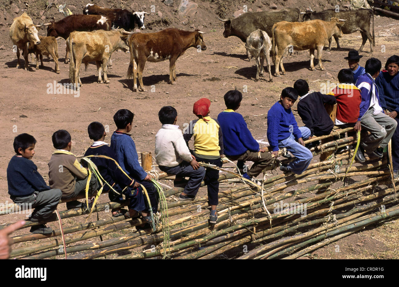 Kinder beobachten lokalen Stierkampf in der Nähe von Andahuaylas, Peru. Stockfoto