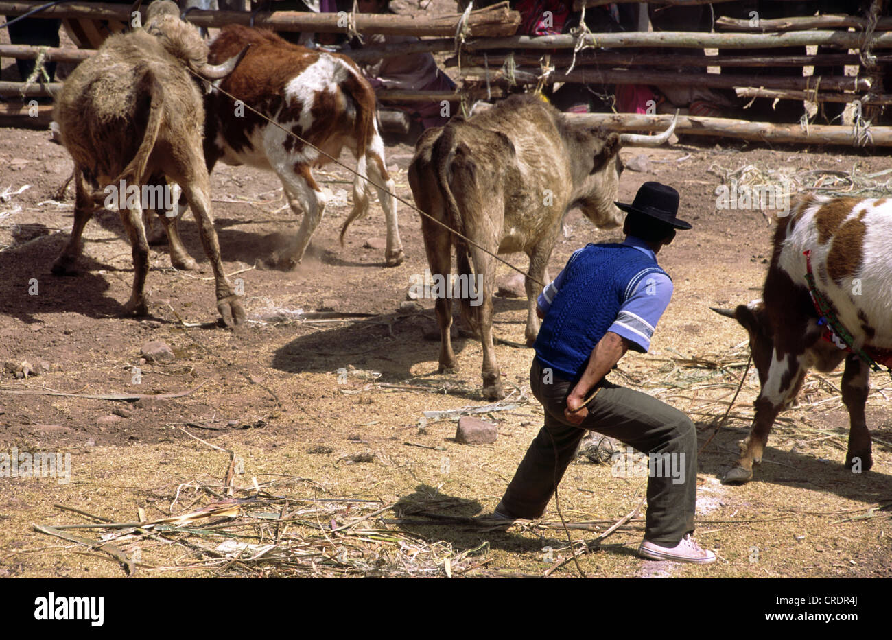Mensch Fang Bullen für den Stierkampf in der Nähe von Andahuaylas, Peru. Stockfoto