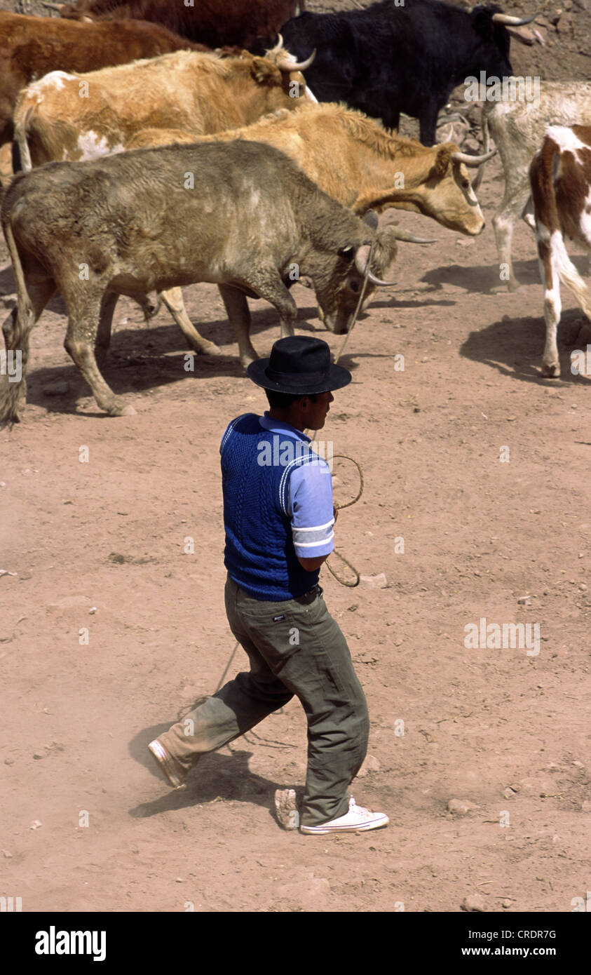 Mensch Fang Bullen für den Stierkampf in der Nähe von Andahuaylas, Peru. Stockfoto