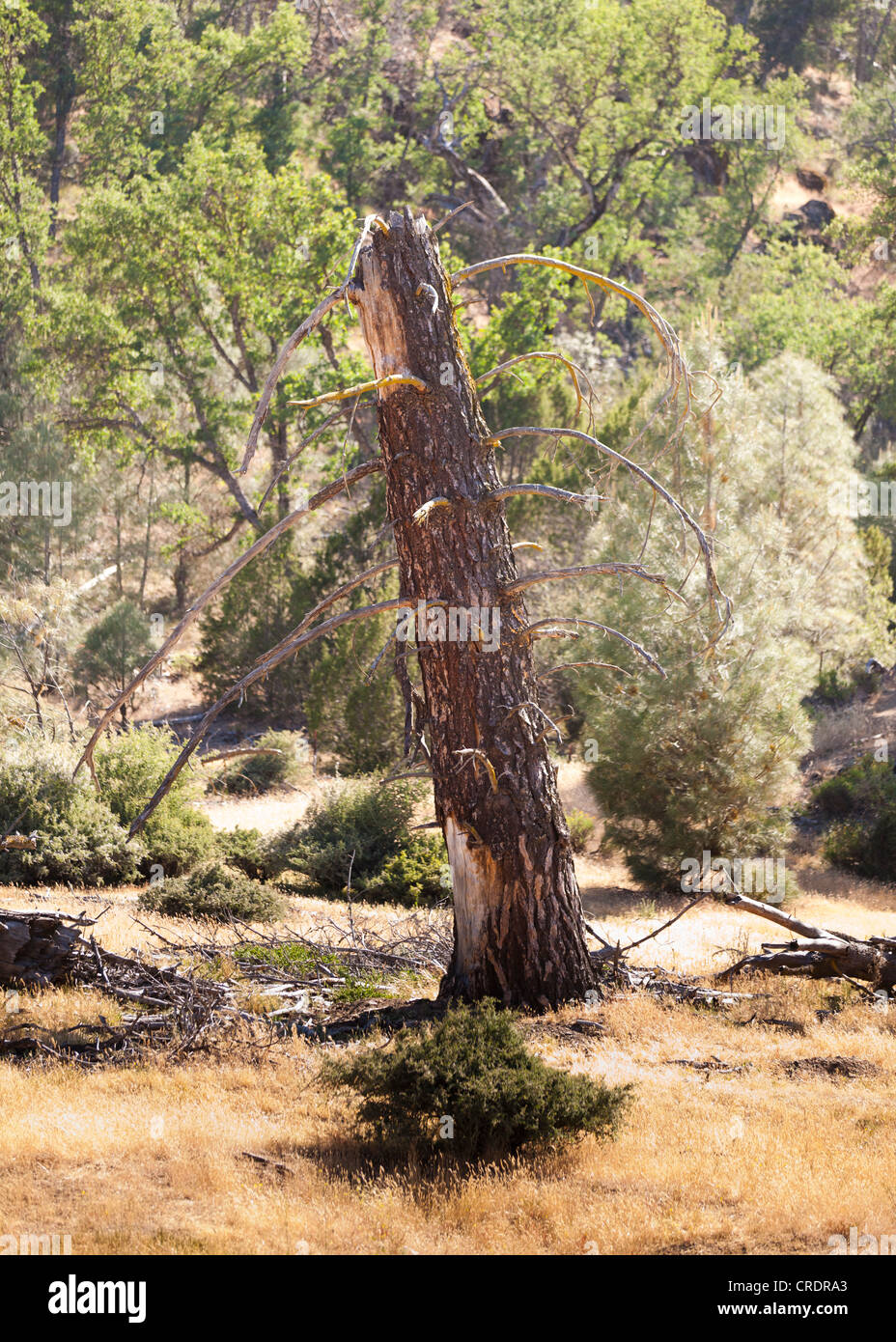 Gebrochene Baumstamm im Wald Stockfoto