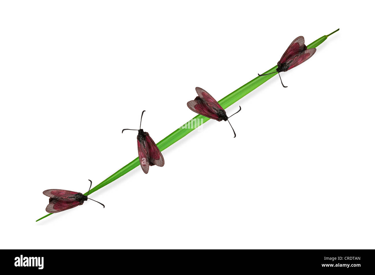 Nachtfalter auf einem Grashalm, Abbildung Stockfoto