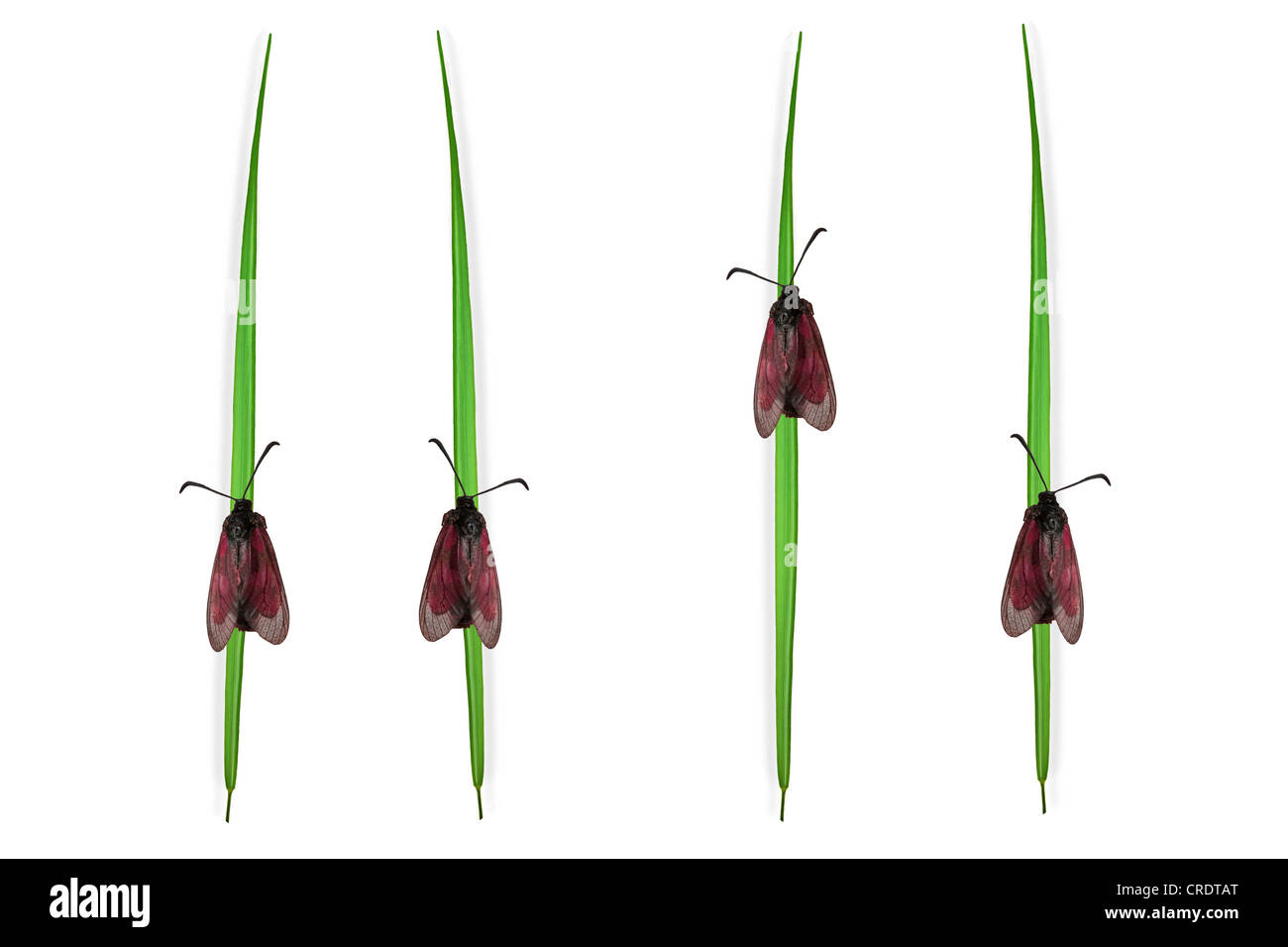 Nachtfalter auf Grashalmen, Abbildung Stockfoto