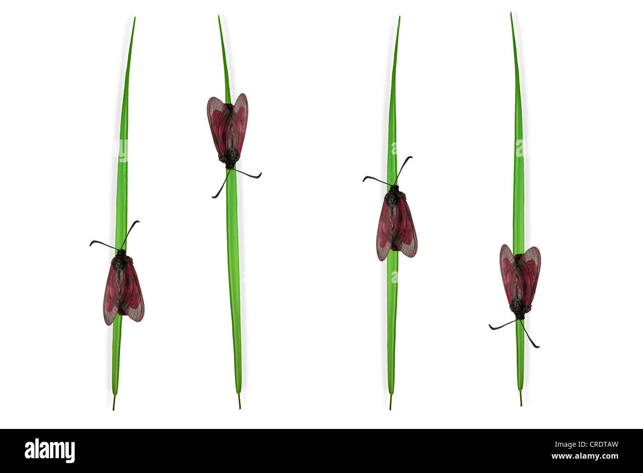 Nachtfalter auf Grashalmen, Abbildung Stockfoto