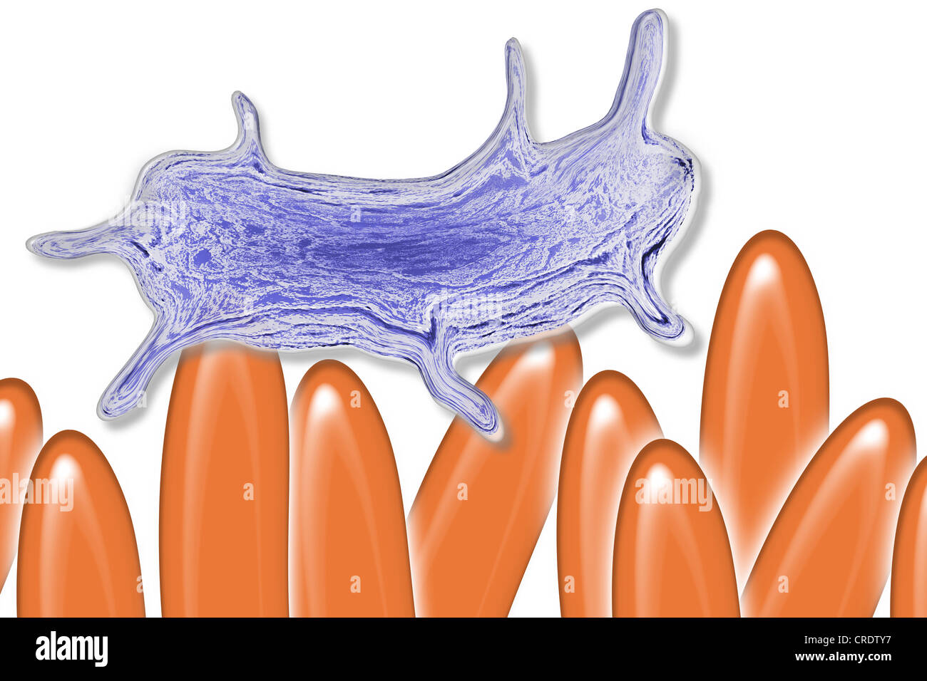 Intestinales Bakterium auf Villus, wissenschaftliche illustration Stockfoto