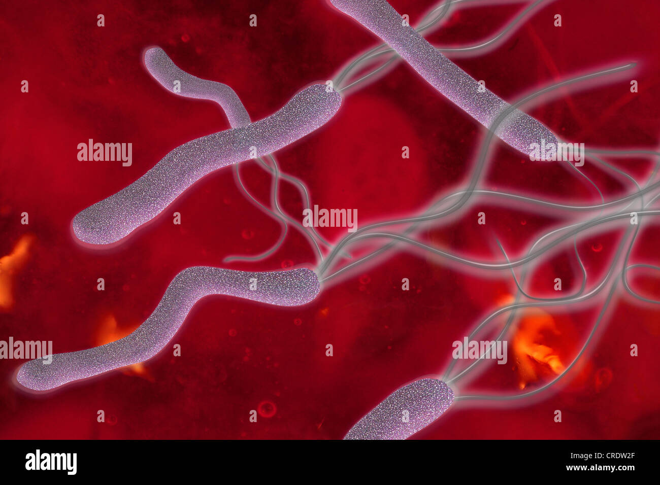 Helicobacter Pylori, eine schädliche Magenbakterium Abbildung Stockfoto