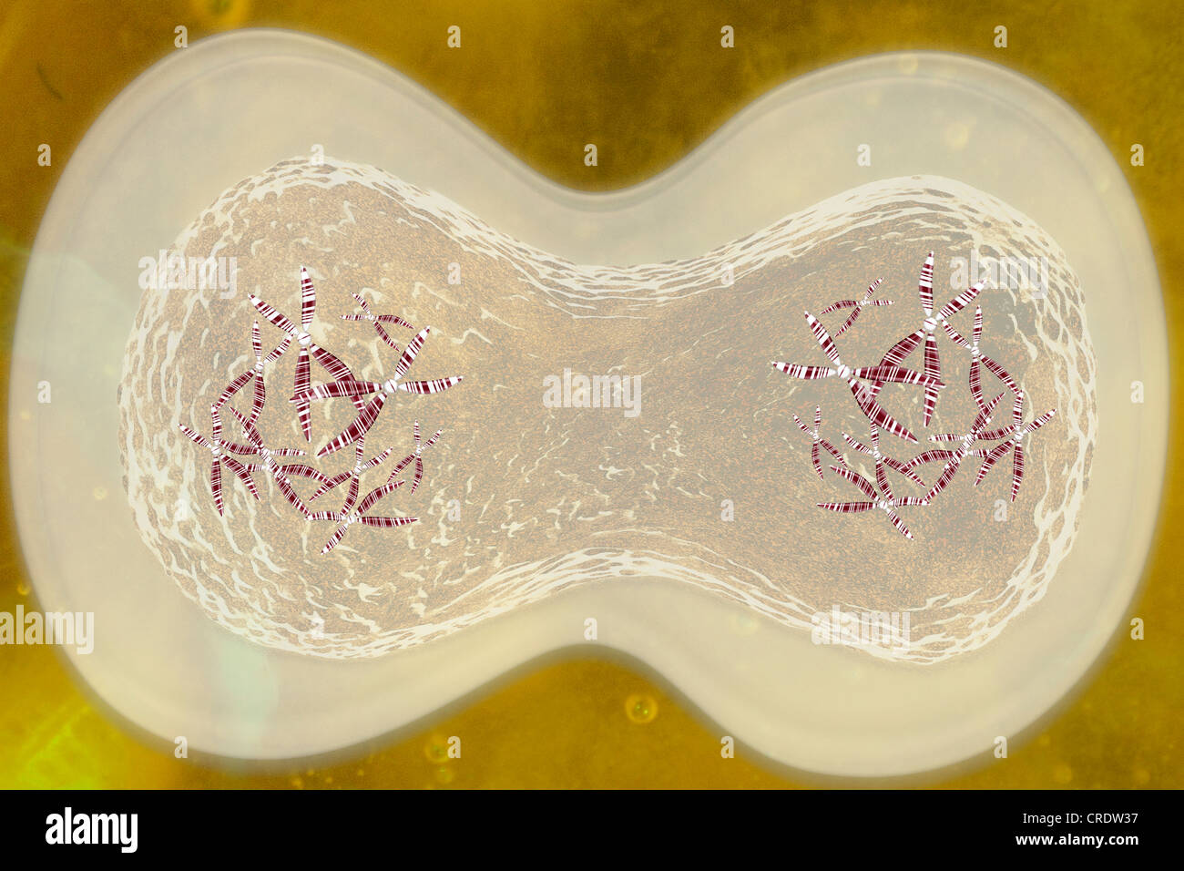 Mitose oder Cell Division, Zellzyklus Leben, illustration Stockfoto