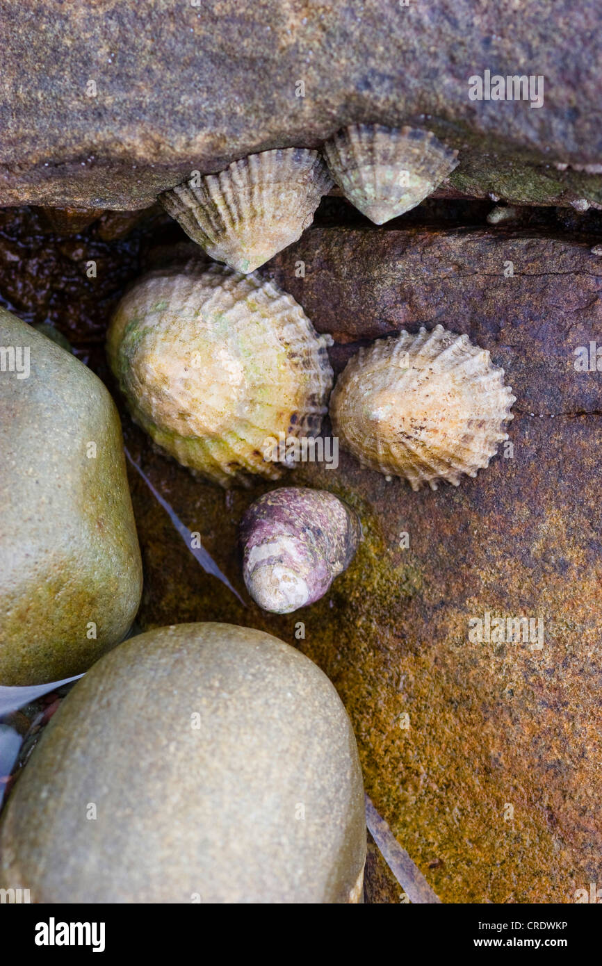 Napfschnecken, echte Napfschnecken (Patellidae) und Monodonta Lineata, Irland, Kerrysdale, Kenmare Bay Stockfoto
