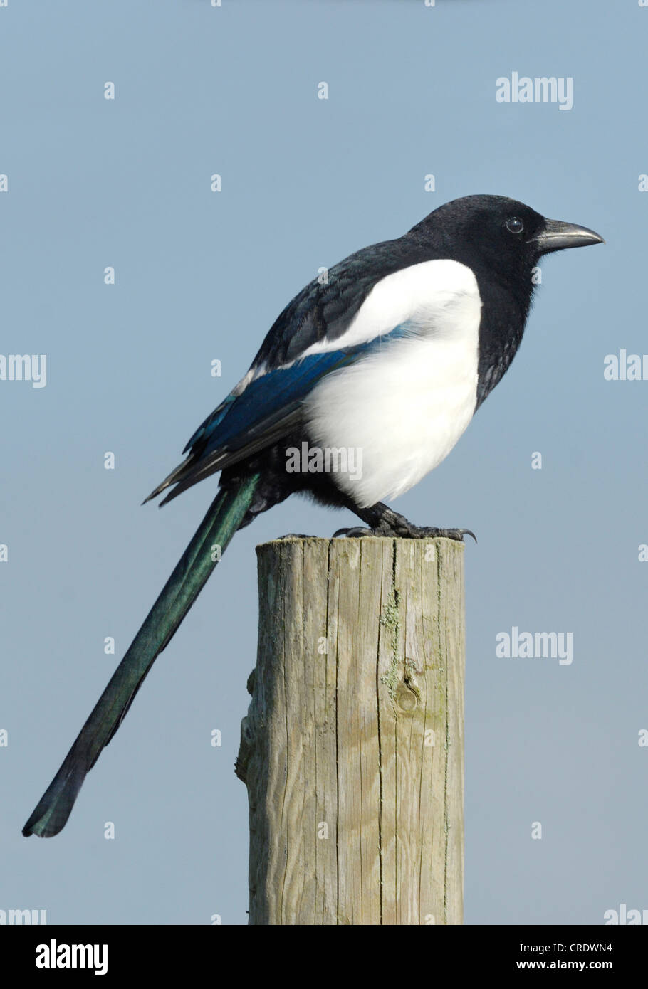 Europäische Elster (Pica Pica) sitzen auf einem Pfosten in Qualitätsorientierung National Nature Reserve, Wales, Großbritannien. Oktober 2011. Stockfoto