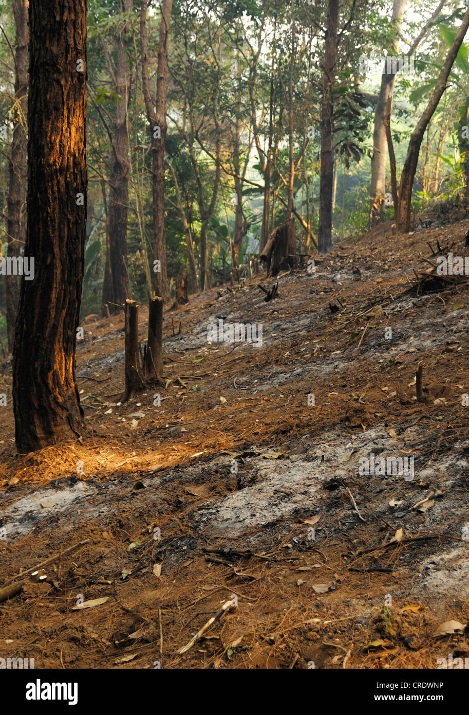 Abholzung in den Regenwald des Nationalpark Taksin Maharat, Thailand Stockfoto