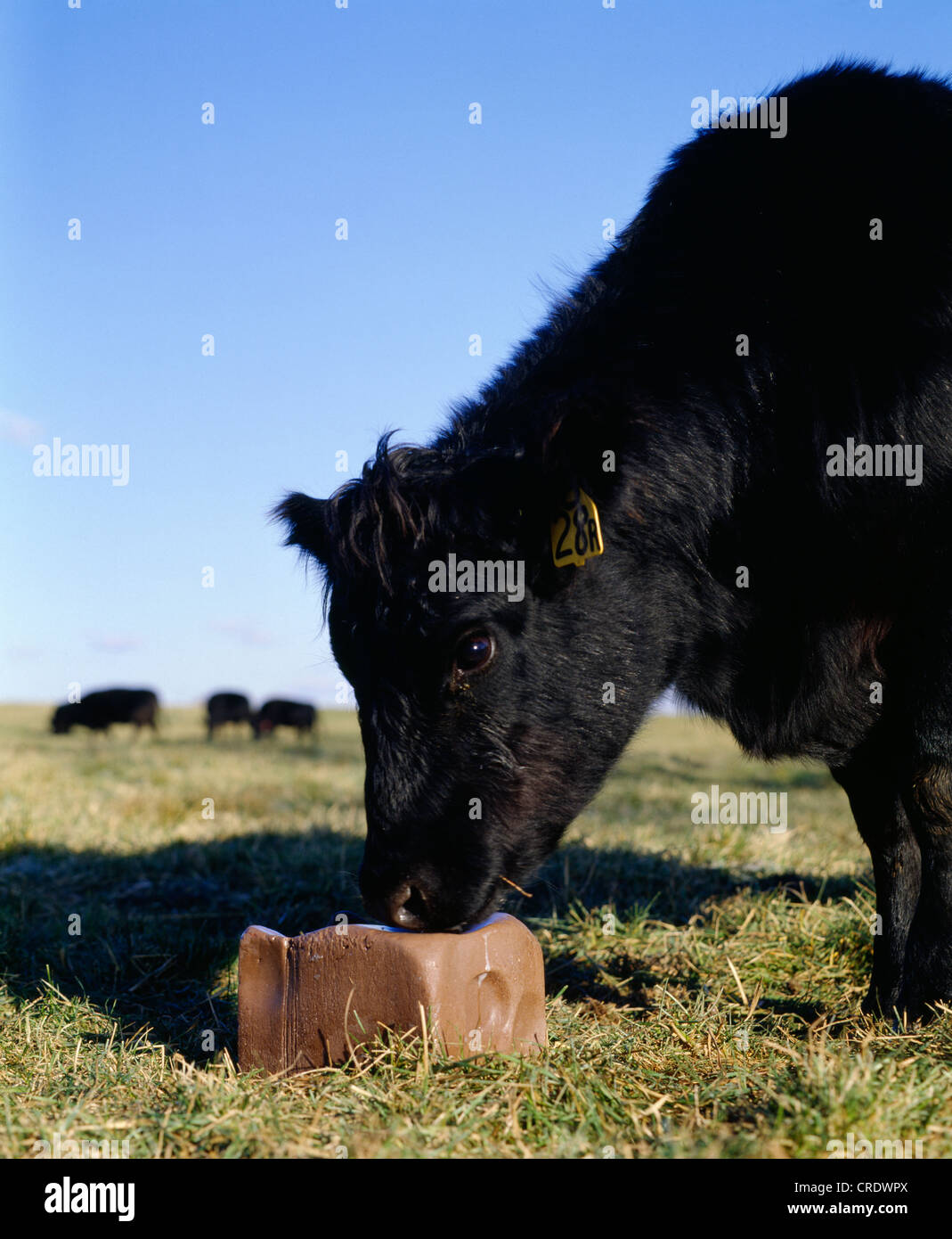 800 LB ANGUS STEER / PENNSYLVANIA Stockfoto