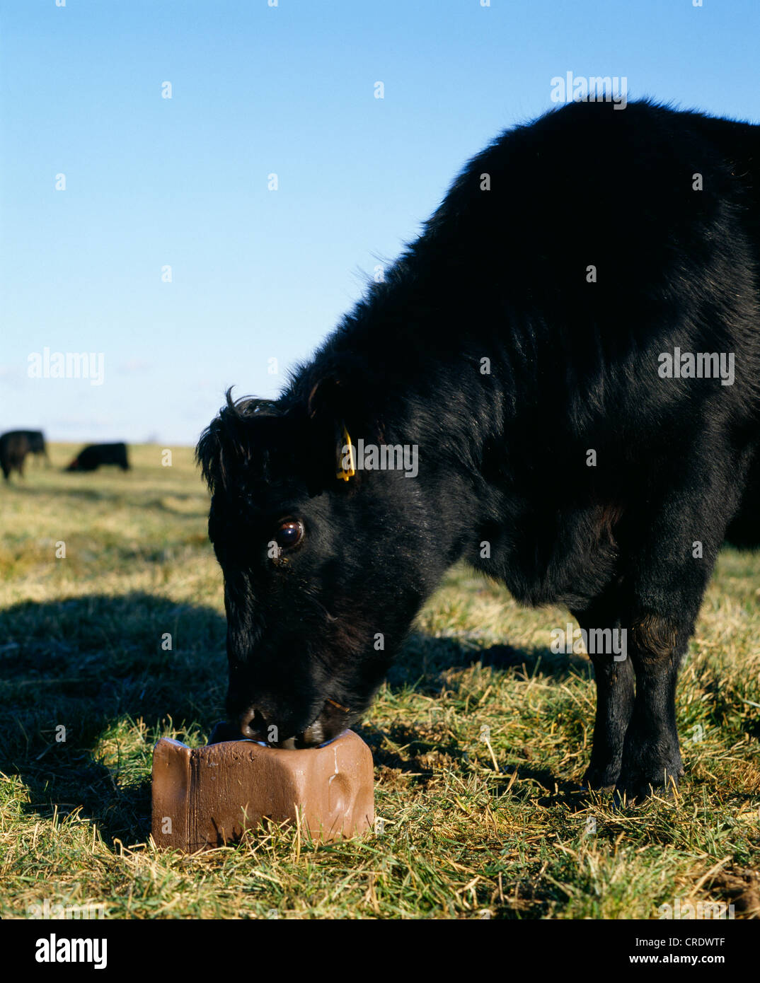 800 LB ANGUS STEER / PENNSYLVANIA Stockfoto