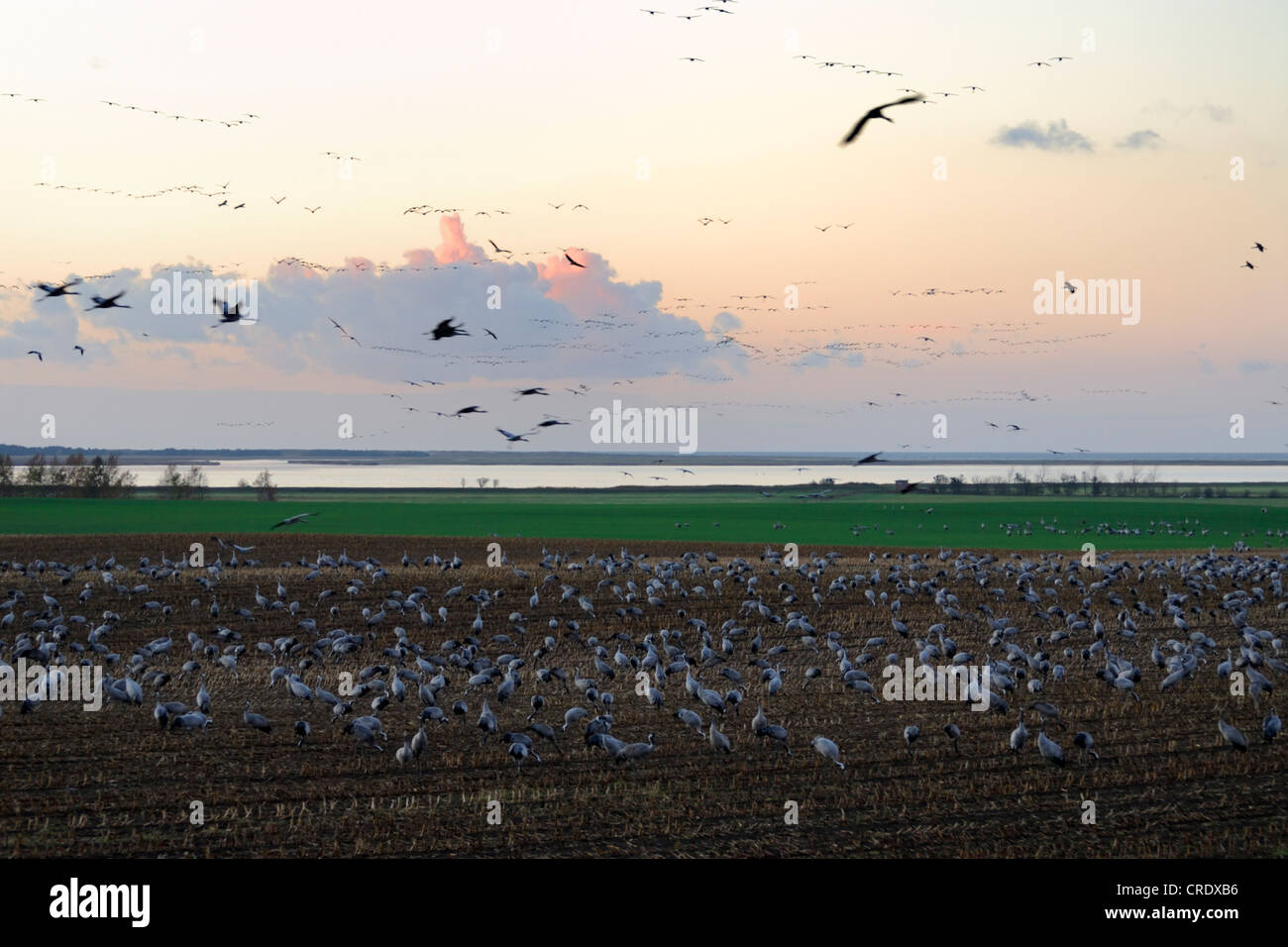 Kraniche (Grus Grus), Schwarm Vögel fliegen über Ruhestätte in der Region Rügen-Bock, Deutschland, Mecklenburg Stockfoto