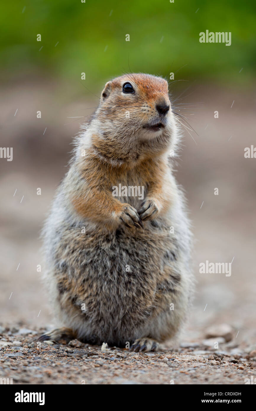 Arktis-Ziesel (Spermophilus Parryii), auf einer Straße in Alaska, USA, PublicGround Stockfoto