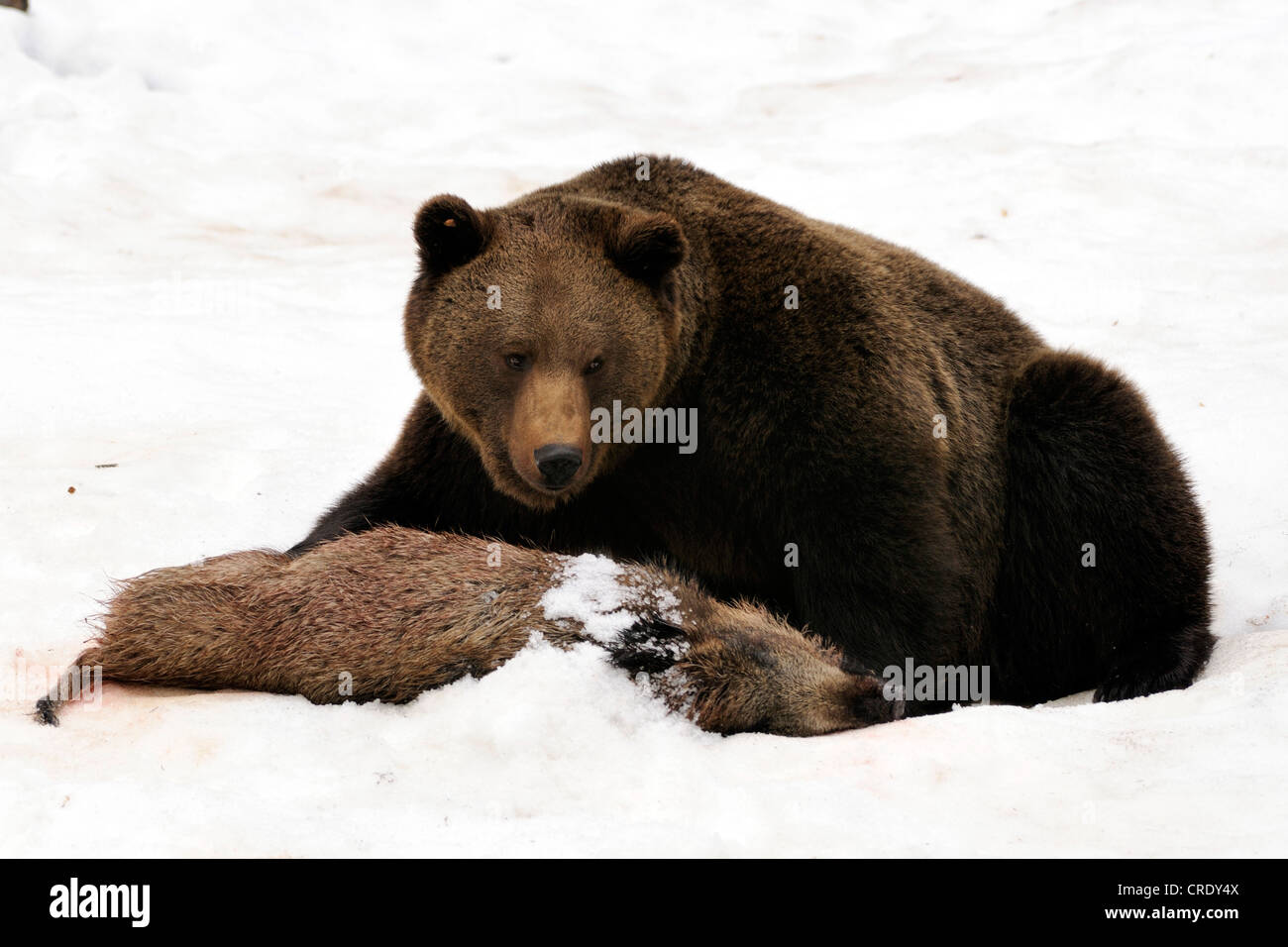 Europäischer Braunbär (Ursus Arctos Arctos) mit Köder (Wildschwein), Deutschland, Bayern, NP Bayerischer Wald Stockfoto