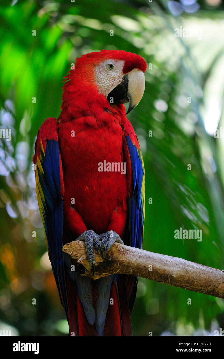 hellroten Aras (Ara Macao), sitzt auf einem Ast, Costa Rica Stockfoto