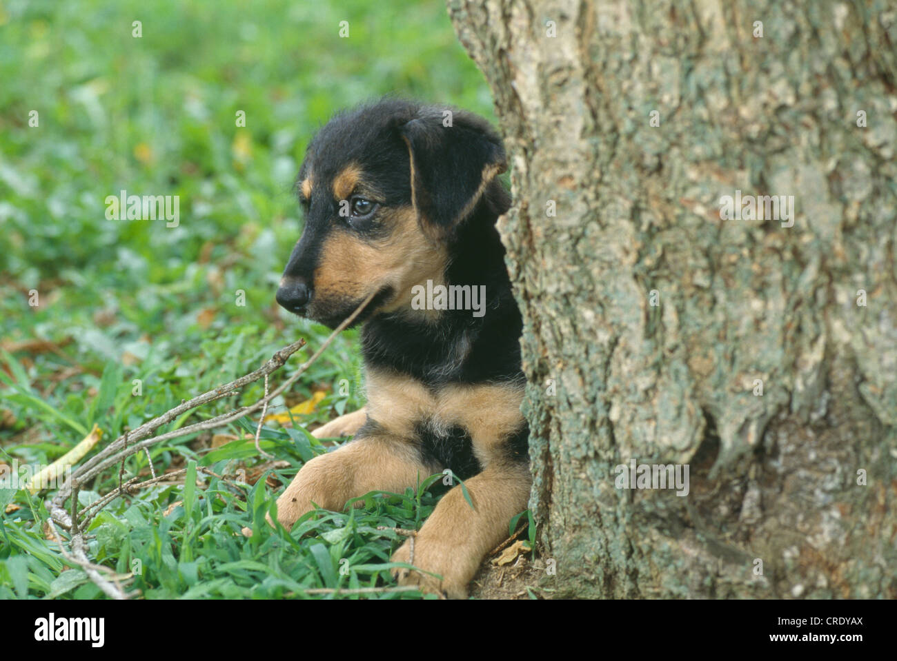 7 WOCHEN ALTEN MISCHLING SCHÄFERHUND-AIREDALE KREUZ WELPEN / STUDIO  Stockfotografie - Alamy