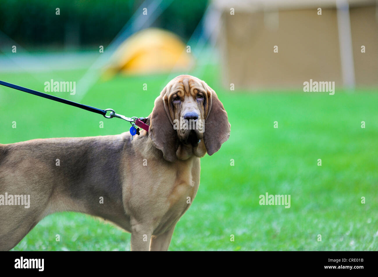 BLOODHOUND-SEARCH AND RESCUE DOG Stockfoto