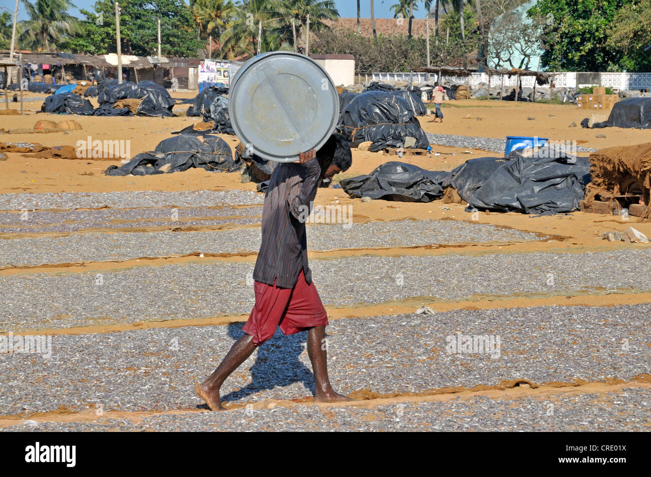 Singhalesisch oder Singhalesisch Mann trägt ein Fass mit Immersion geheilt Fisch, Negombo, Sri Lanka, Südasien, Asien Stockfoto