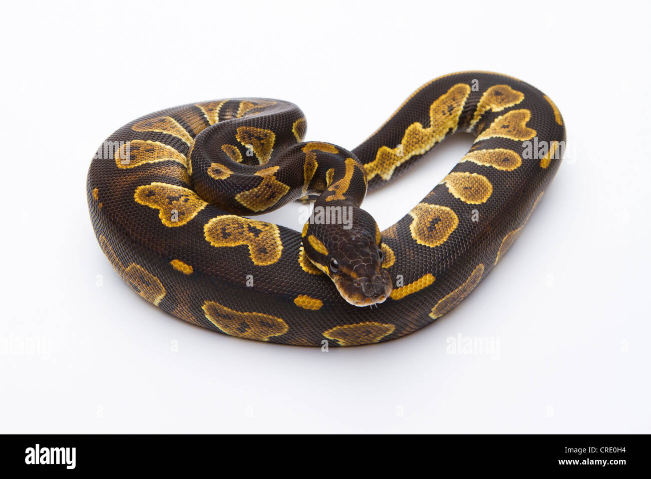 Königliche Python (Python Regius), schwarzen Kopf, Weiblich, Markus Theimer Reptilien Zucht, Österreich Stockfoto