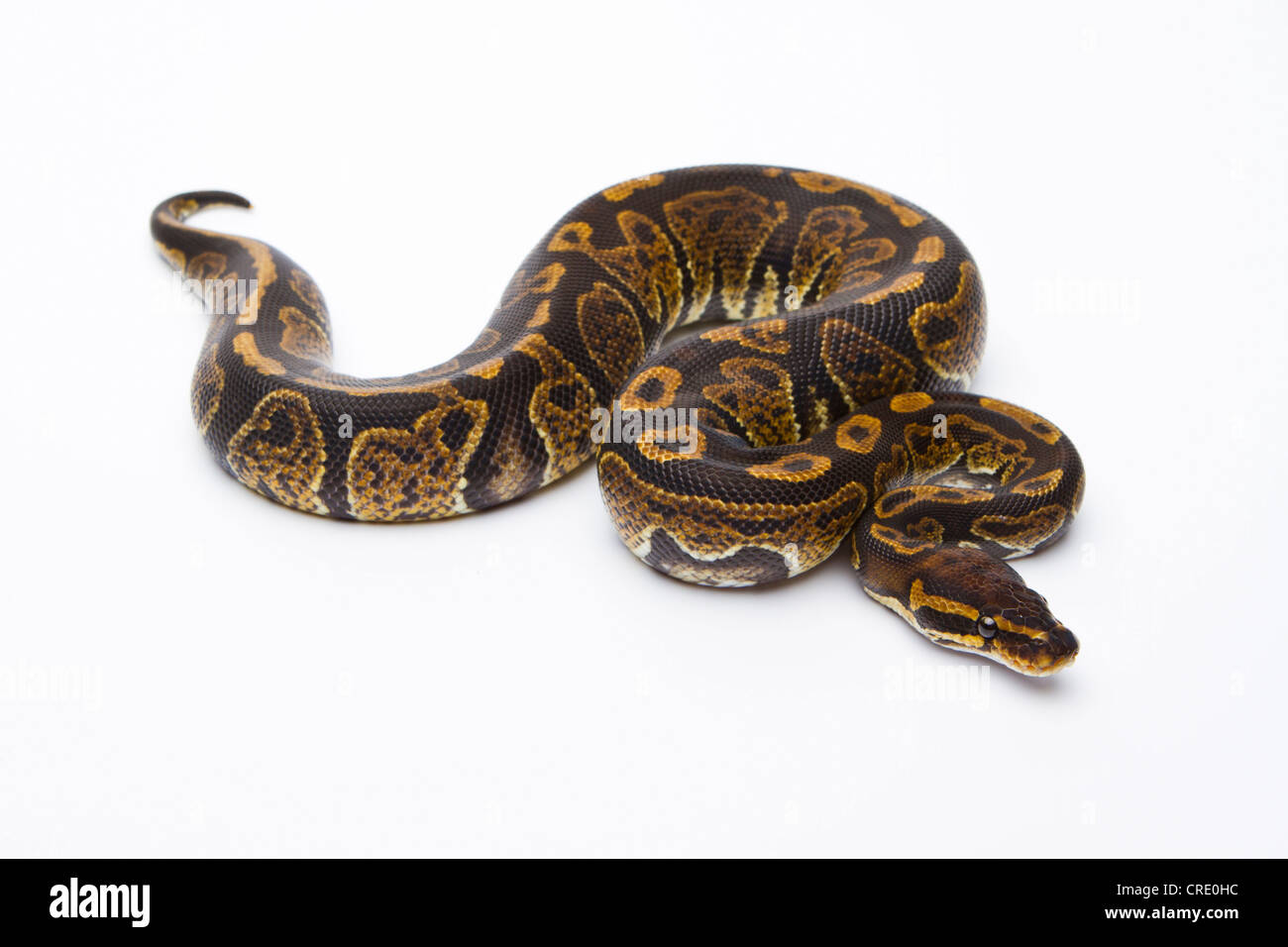 Königliche Python (Python Regius), Super-Granit, Männlich, Markus Theimer Reptilien Zucht, Österreich Stockfoto