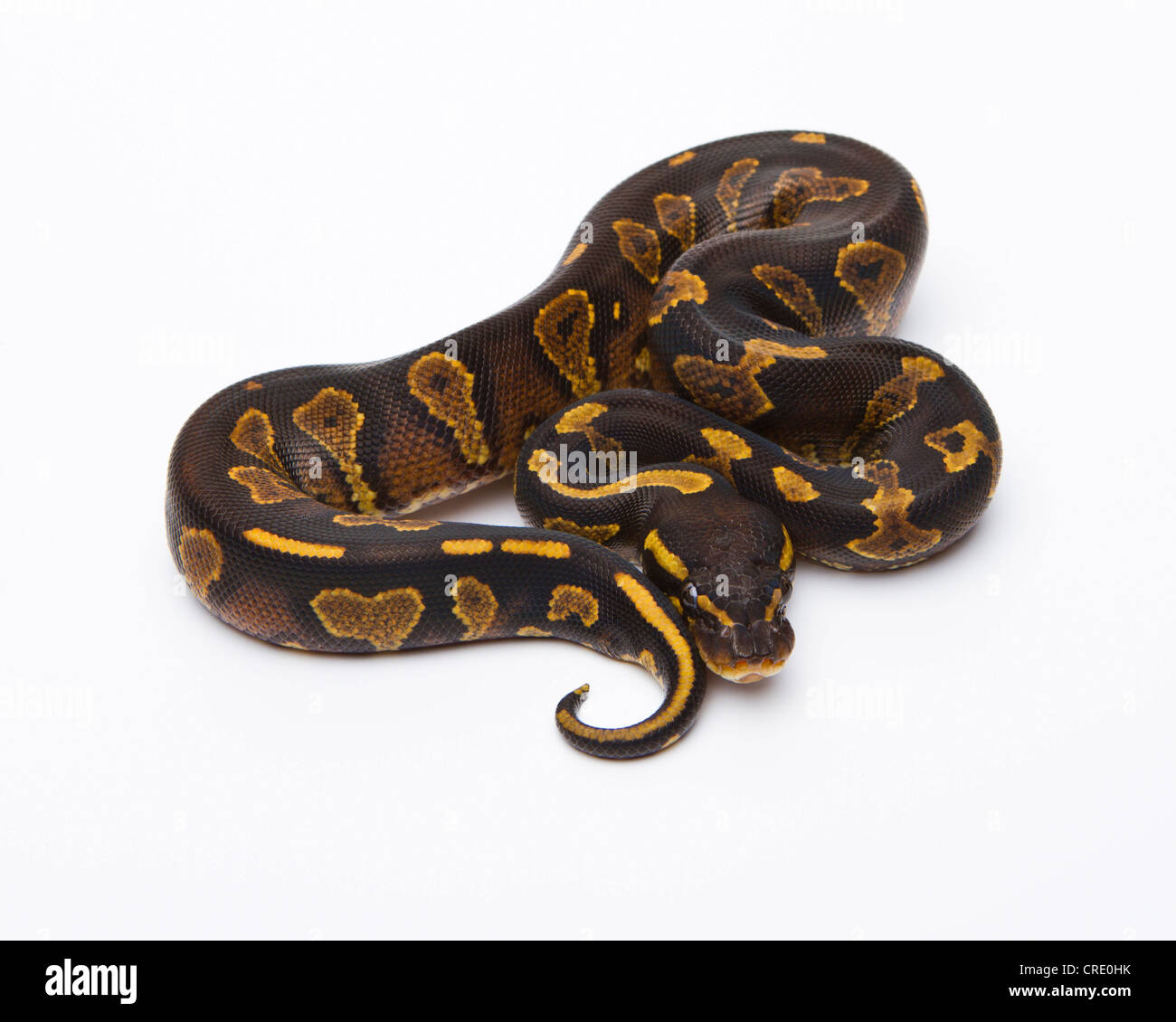 Königliche Python (Python Regius), gelber Bauch schwarz Kopf, Männlich, Markus Theimer Reptilien Zucht, Österreich Stockfoto