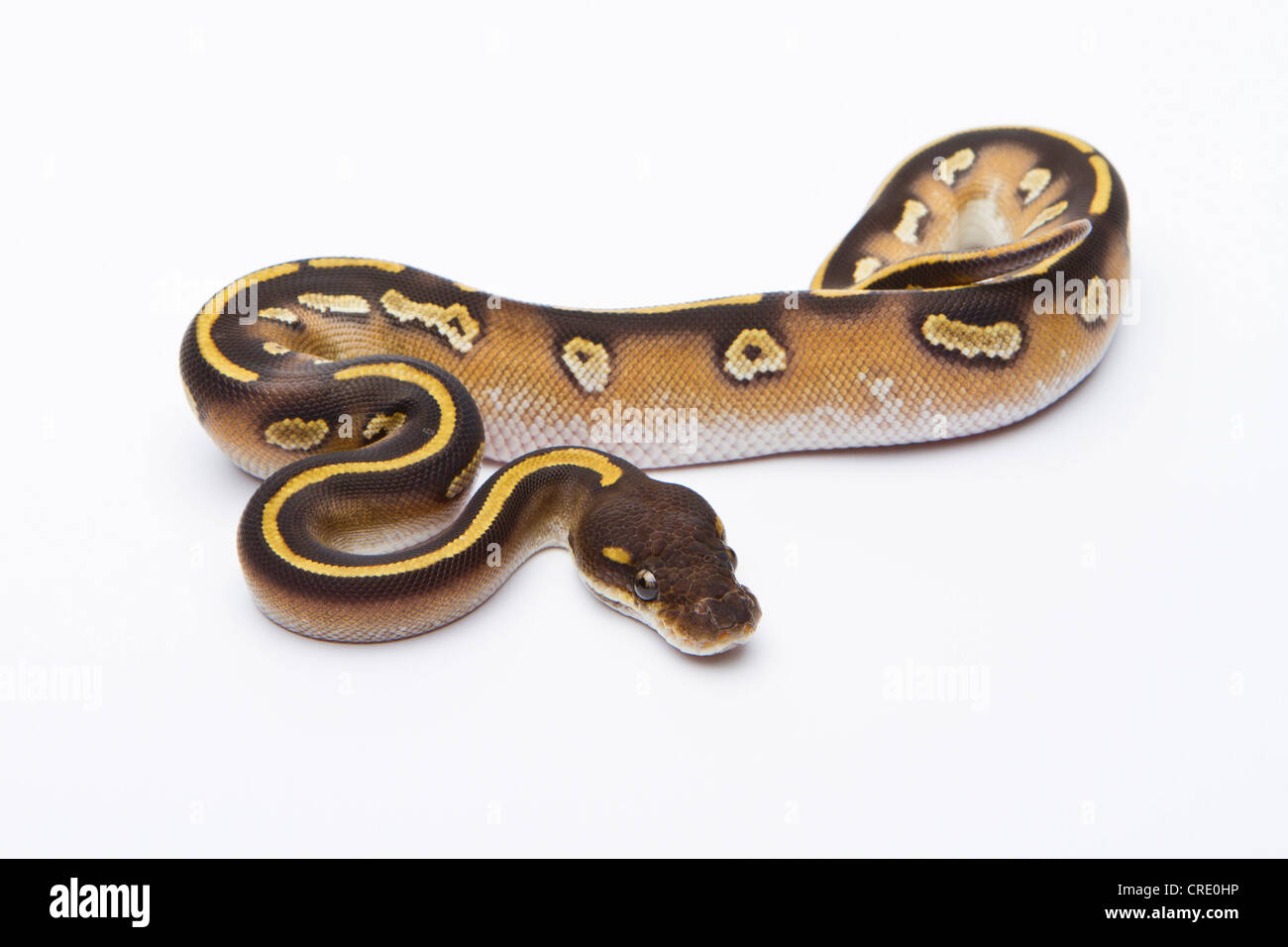 Königliche Python (Python Regius), Mojave schwarzen Kopf, Weiblich, Markus Theimer Reptilien Zucht, Österreich Stockfoto