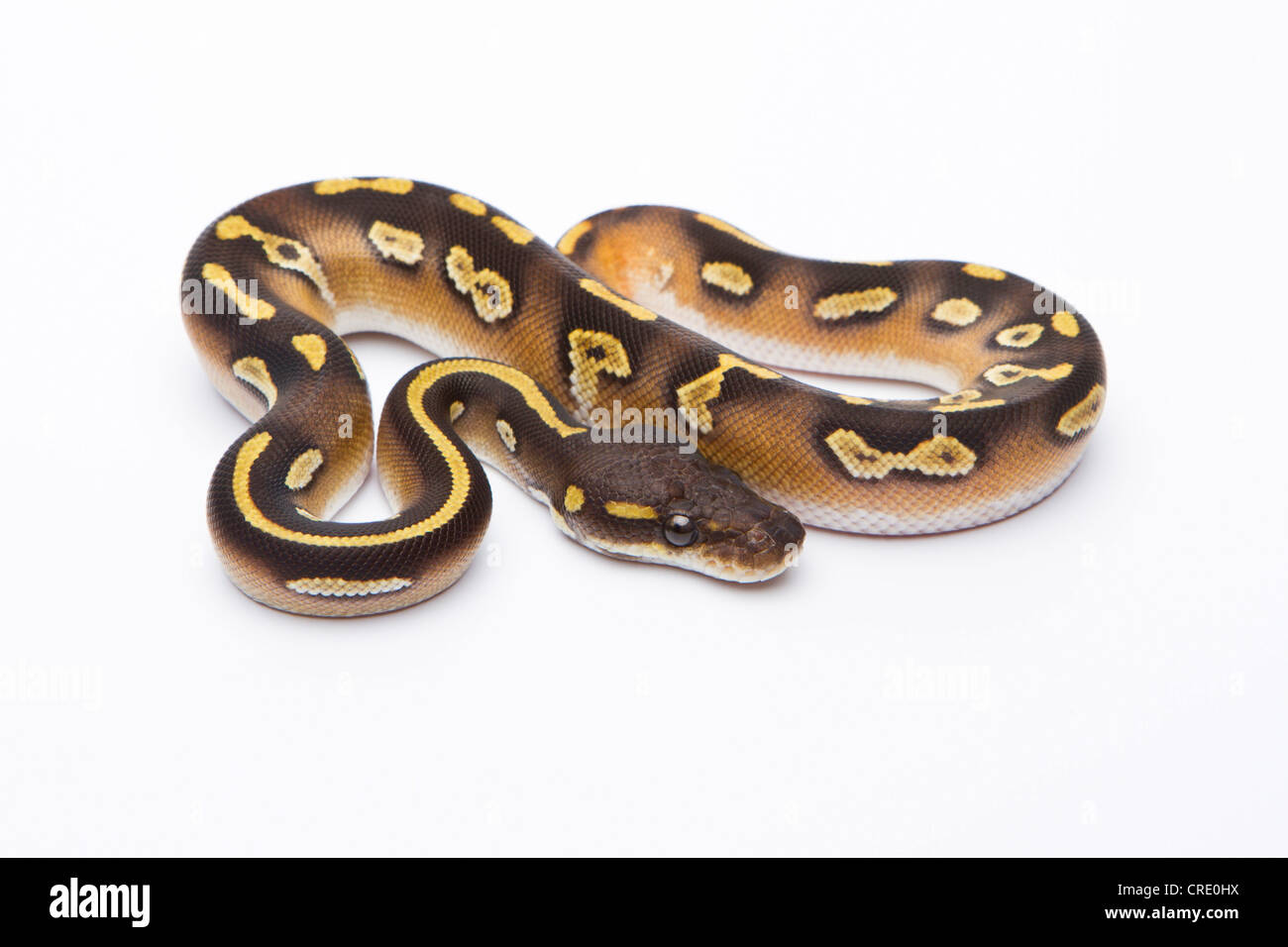 Königliche Python (Python Regius), Mojave schwarzen Kopf, Männlich, Markus Theimer Reptilien Zucht, Österreich Stockfoto