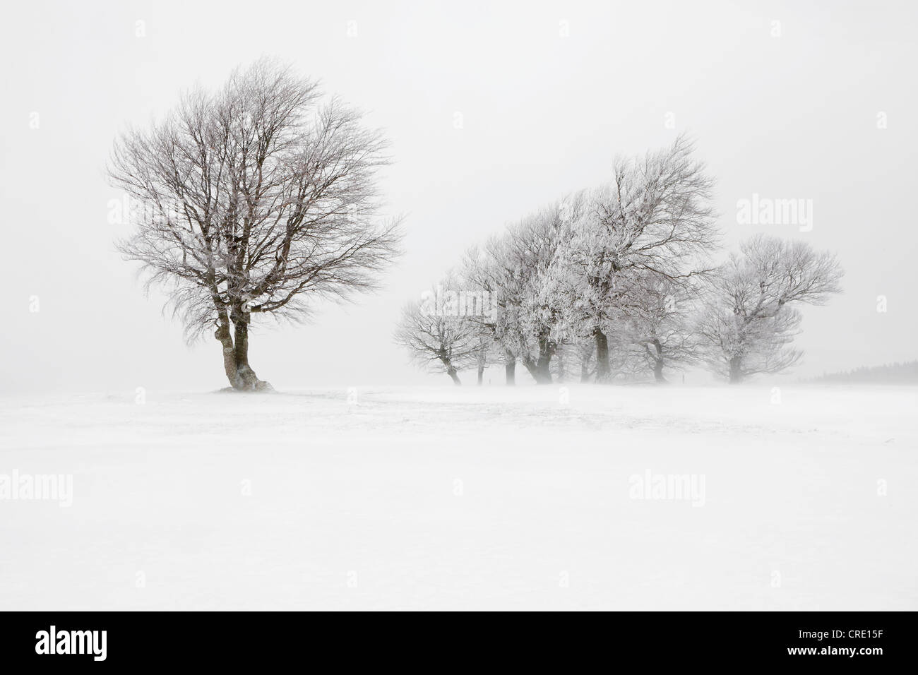 Wind-Bent buchen auf Mt. Schauinsland in starken Sturm, Schwarzwald, Baden-Württemberg, Deutschland, Europa Stockfoto