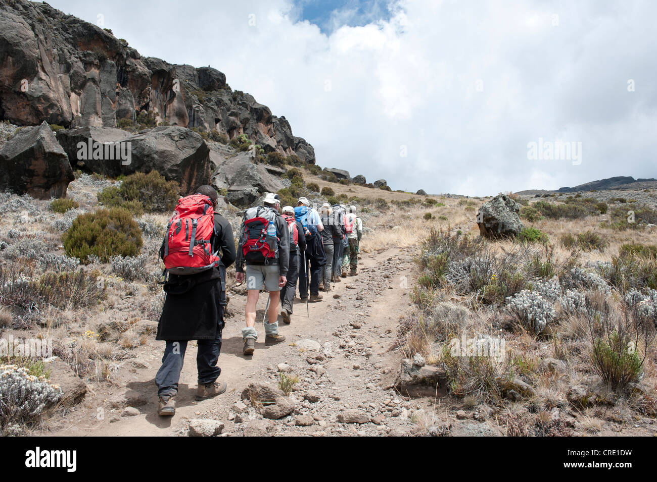 Bergsteigen, trekking, Gruppe von Bergsteigern aufsteigend, oberhalb der Baumgrenze auf dem Weg in der Nähe von Zebra Felsen, Marangu-route Stockfoto